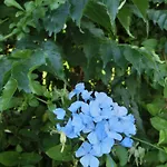 Ada Çeşme