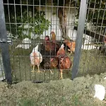 Ada לינה וארוחת בוקר