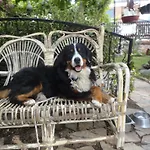 Ada