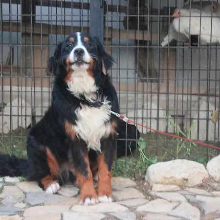 Ada فندق مبيت وإفطار