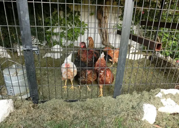 Ada 住宿加早餐酒店