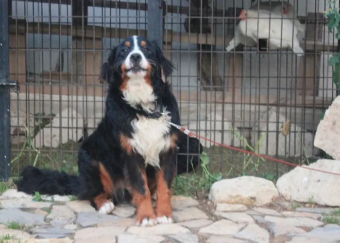 Ada 住宿加早餐酒店